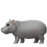 Hippopotame