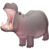 Hippopotame - Facebook