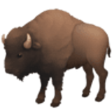 Bison - Facebook