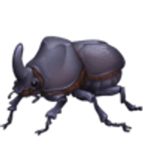 Scarabée - Facebook