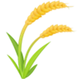 Plant de riz - Facebook