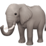 Éléphant - Facebook