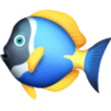 Poisson tropical - Facebook