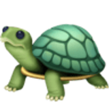 Tortue - Facebook