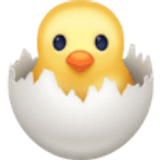 Poussin qui éclôt - Facebook