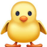 Poussin de face - Facebook