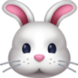 Tête de lapin - Facebook