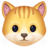 Tête de chat - Facebook