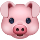 Tête de cochon - Facebook