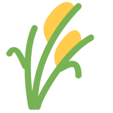 Plant de riz - Twitter / X