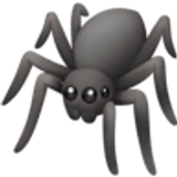 Araignée - Facebook