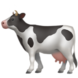 Vache