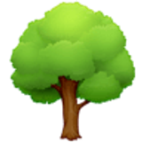 Arbre à feuilles caduques - Facebook