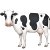 Vache - Facebook