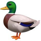 Canard