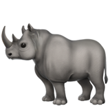 Rhinocéros