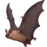 Chauve-souris - Facebook