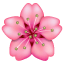 Emoji Fleurs Roses U+1F338 Emoji Fleurs Roses U+1F338