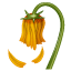 Fleur fanée Whatsapp U+1F940 Fleur fanée Whatsapp U+1F940